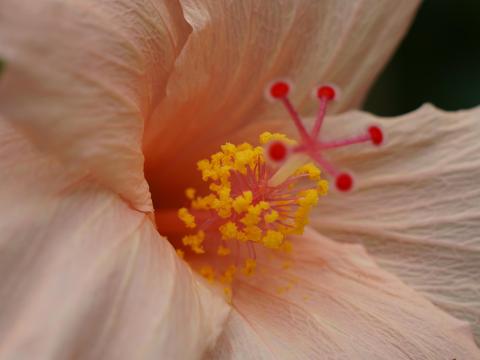 Hibiscus kokio