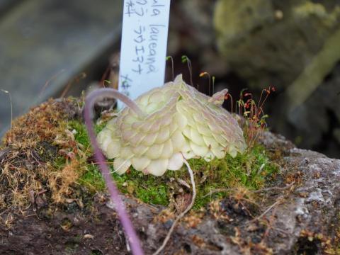 Pinguicula laueana