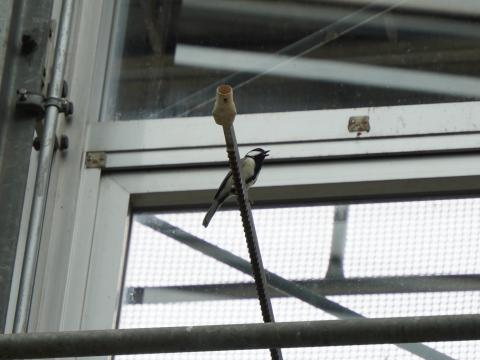 シジュウカラ