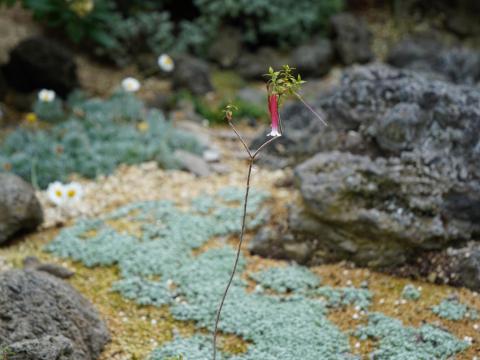 Epacris longiflora