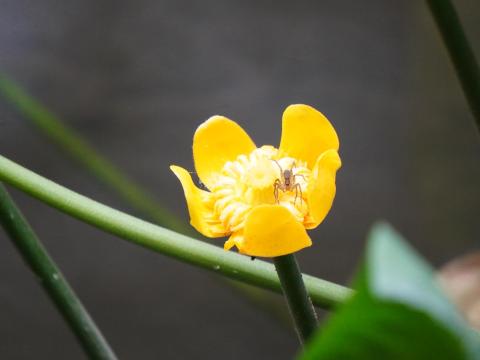 コウホネ