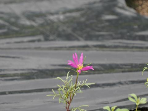 コスモス