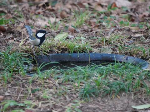 シジュウカラ