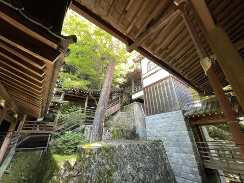 三鈷の松