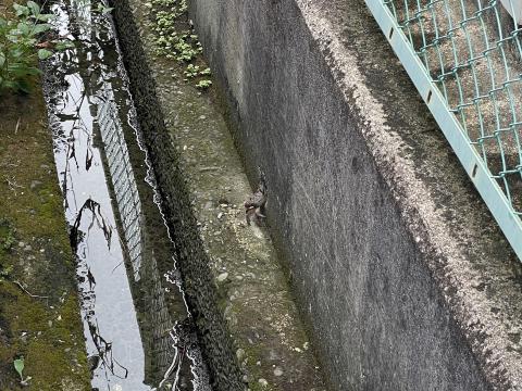ベンケイガニ