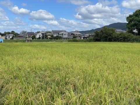 稲穂
