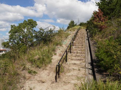 野路菊の丘