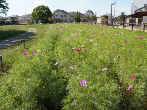 津堂草花園