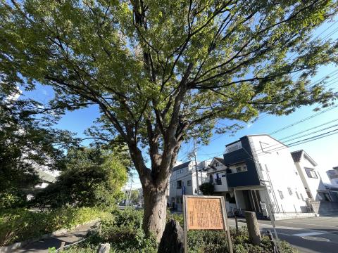 天井川公園の大ケヤキ