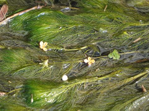 水草