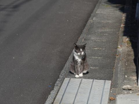 ネコ