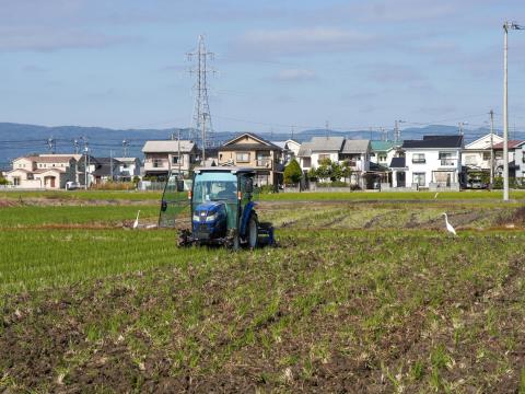 ダイサギ