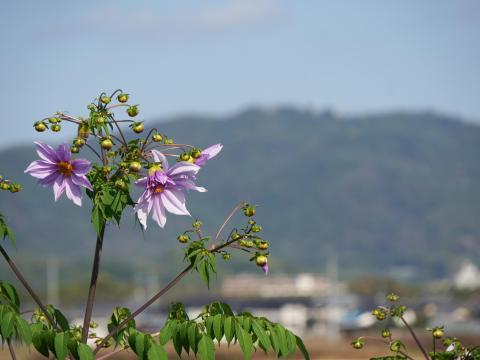 コウテイダリア