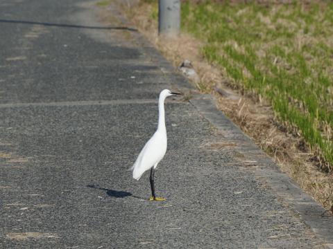コサギ
