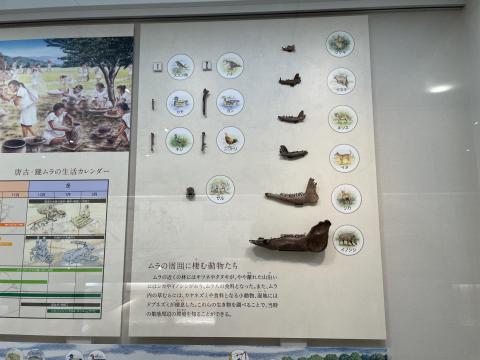 ムラの周囲に棲む動物たち