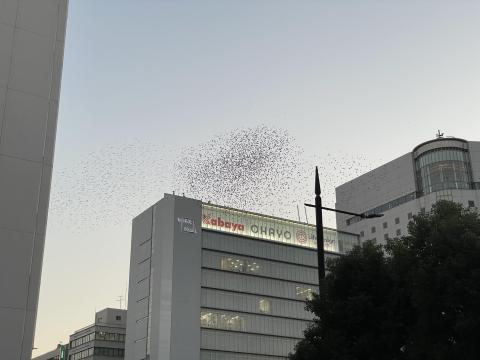 ムクドリ