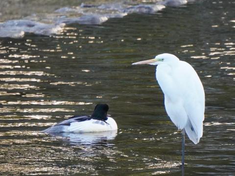 カワアイサとダイサギ