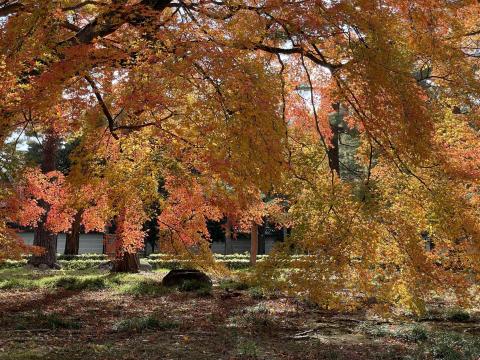 相国寺のモミジ