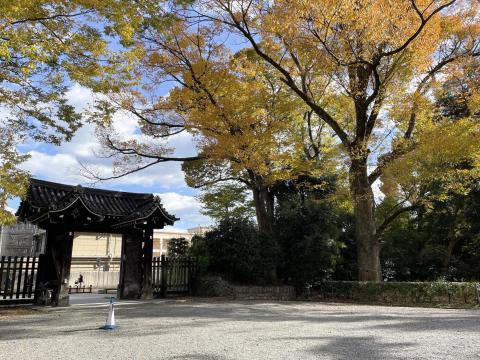 石薬師御門のケヤキ