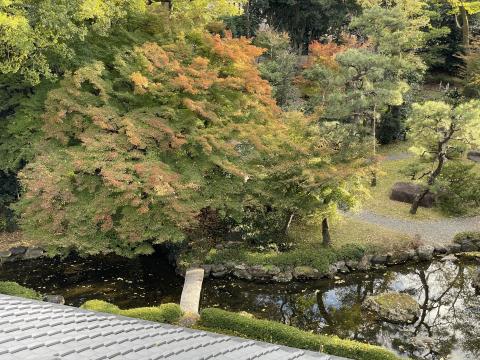 お庭のモミジ