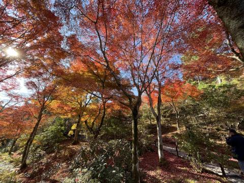 天龍寺のモミジ