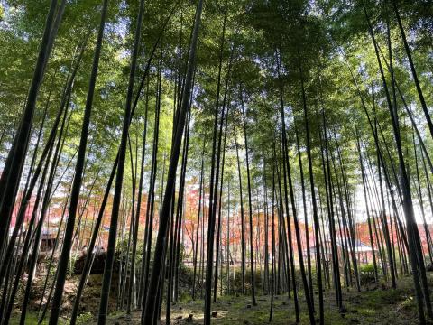 嵯峨野