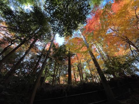 竹林の道