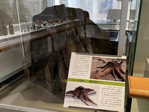 エノキ切株
