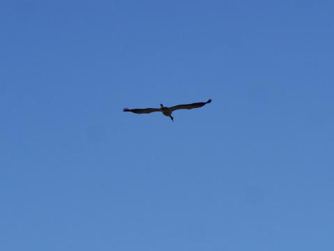 クロヅル