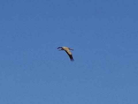 クロヅル