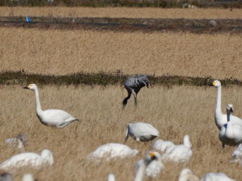 クロヅルとコハクチョウ