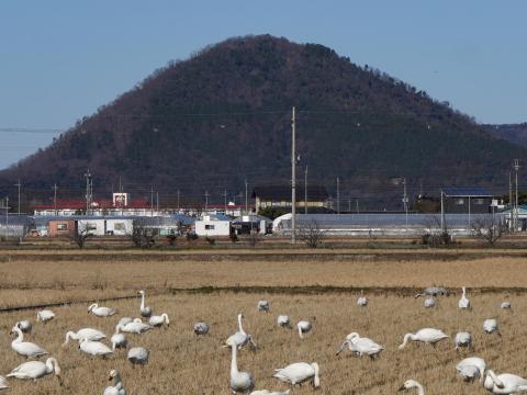 山本山とクロヅル