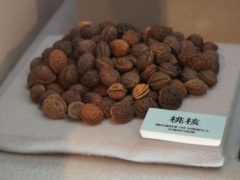 桃核