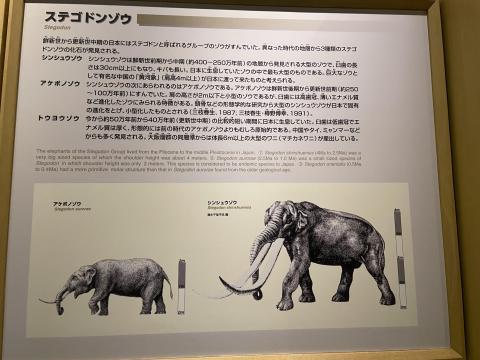 ステゴドンゾウ
