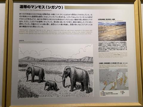 温帯のマンモス（シガゾウ）