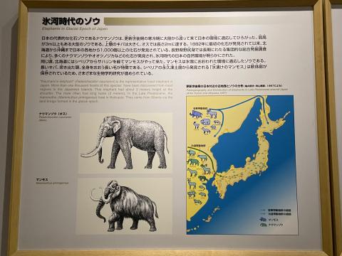 氷河時代のゾウ