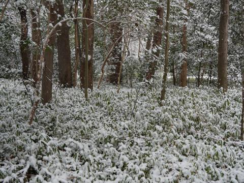 糺の森