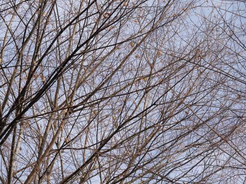 カワラヒワ