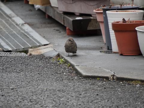 イソヒヨドリ