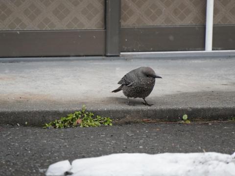 イソヒヨドリ