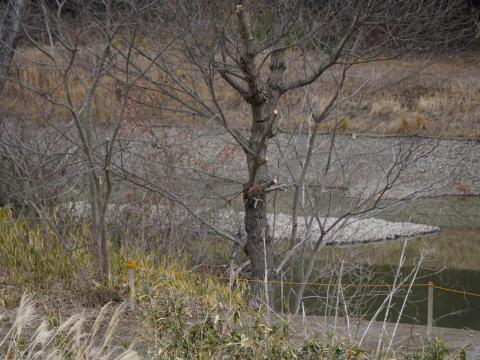 出島状遺構?