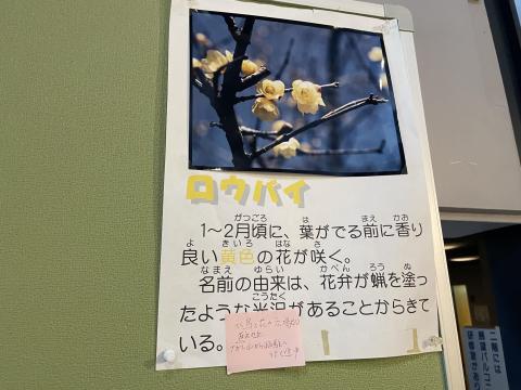 ロウバイ