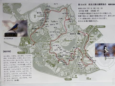 探鳥会観察記録