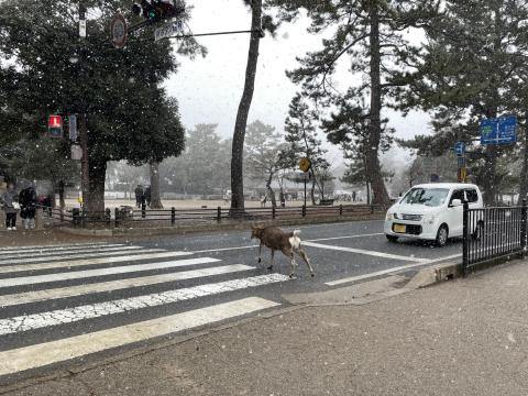 シカ