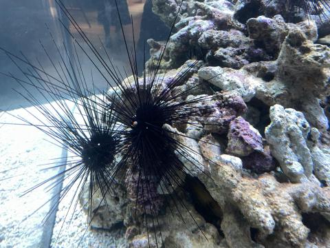 ガンガゼ