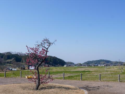 飛鳥京跡苑池