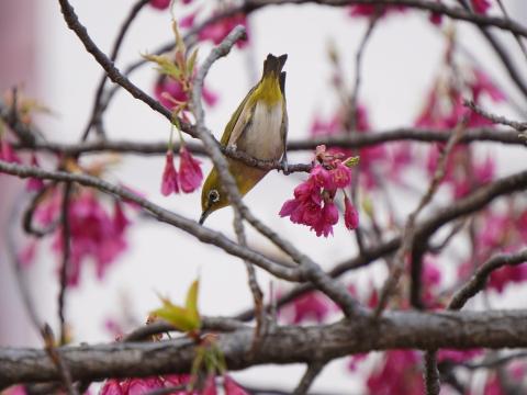 花メジロ