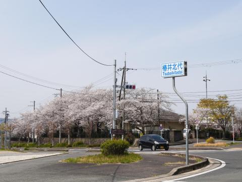 桜並木