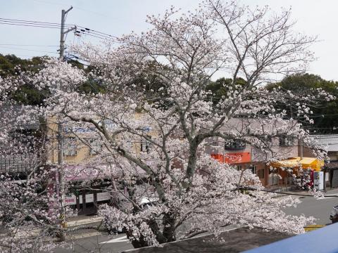 ソメイヨシノ