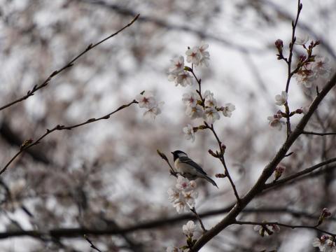 シジュウカラ